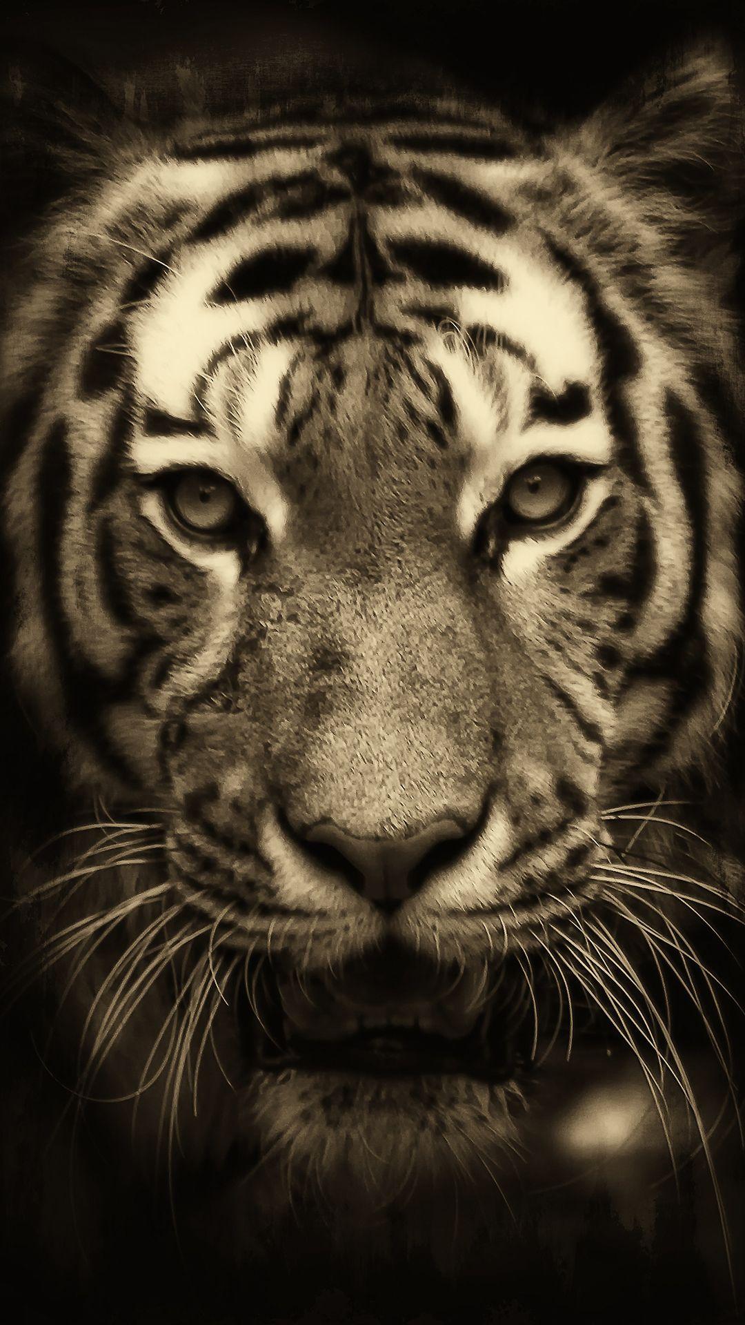 1080x1920 Tiger iPhone Background