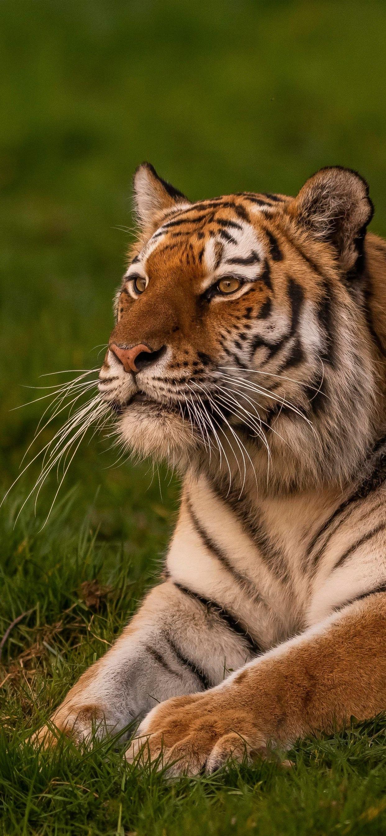 Tiger iPhone HD Wallpapers Top Free Tiger iPhone HD Backgrounds WallpaperAccess