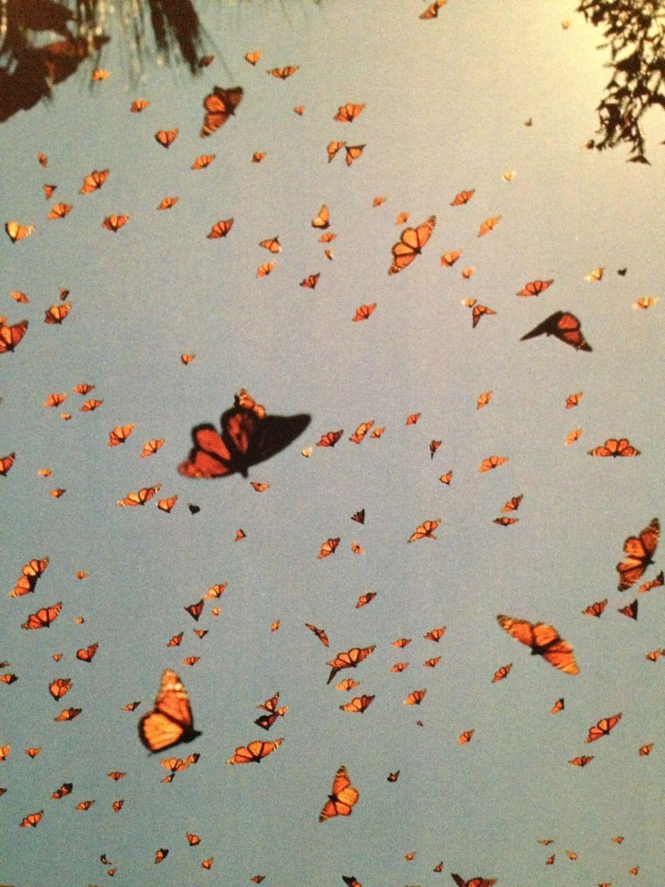960x1280 F&O Forgotten Nobility. Orange aesthetic, Aesthetic picture, Aesthetic background