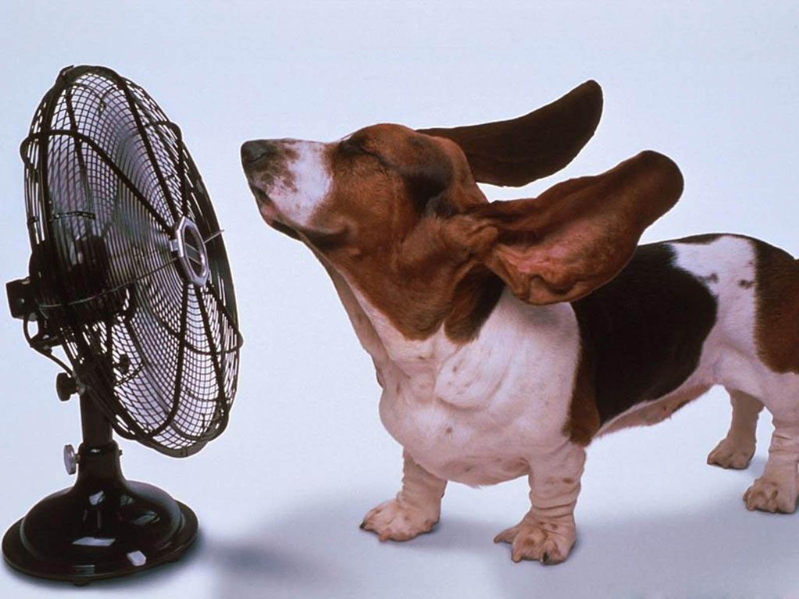 1600x1200 Funny Pet
