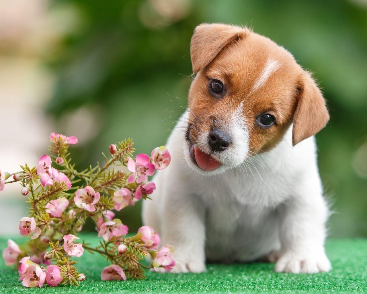 1280x1024 Funny puppy Jack Russell Terrier with flowers Desktop wallpaper