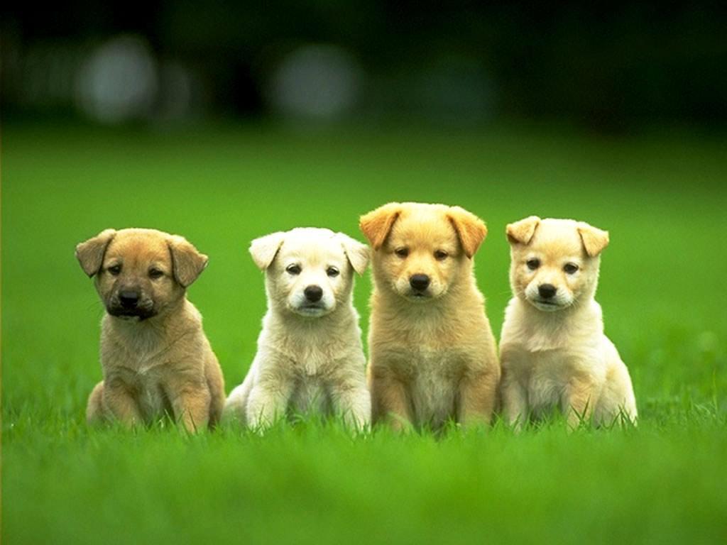 1024x768 cute puppy wallpaper on Wondrous Pics