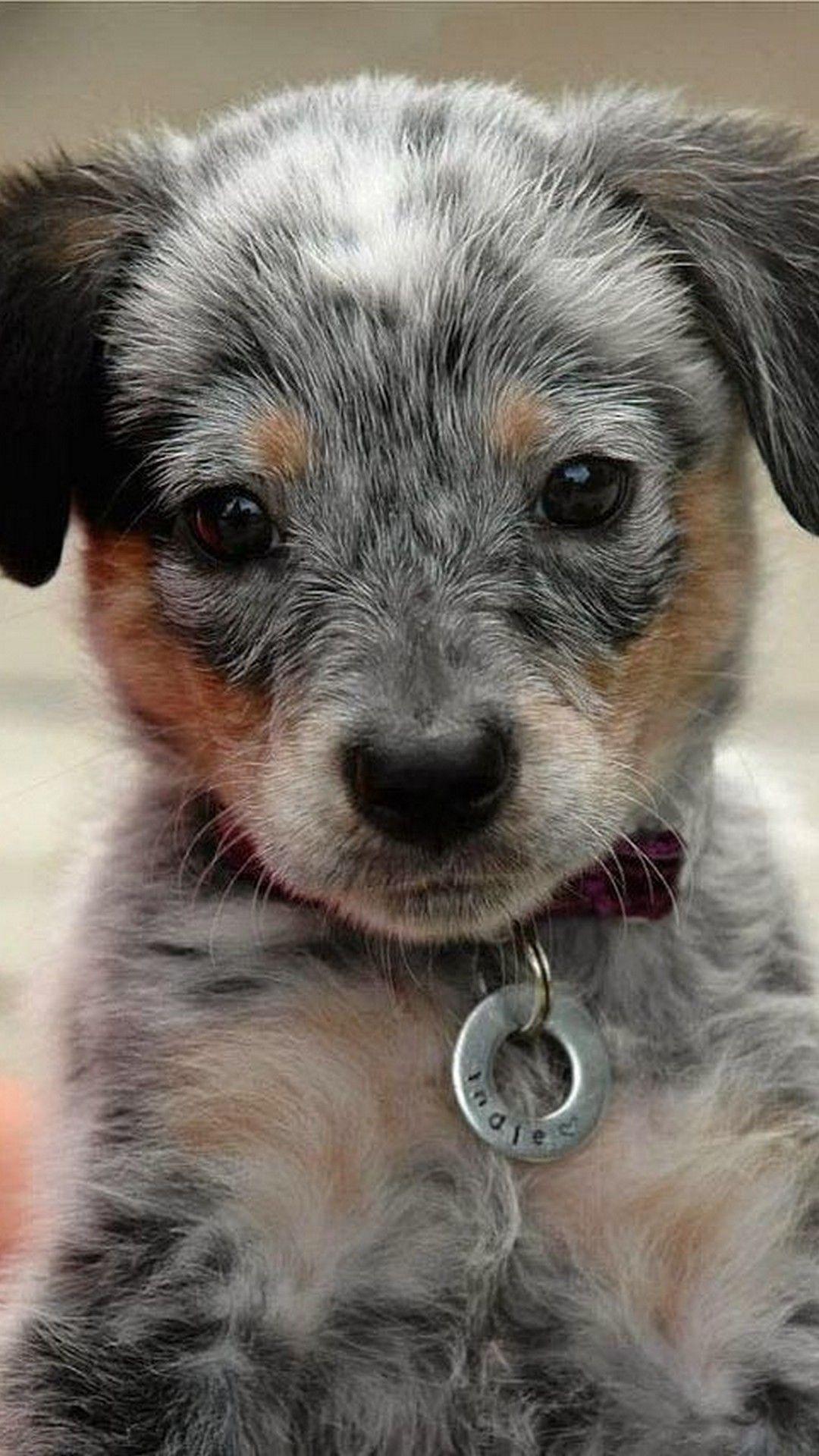 1080x1920 Wallpaper Funny Puppies 3D iPhone Wallpaper
