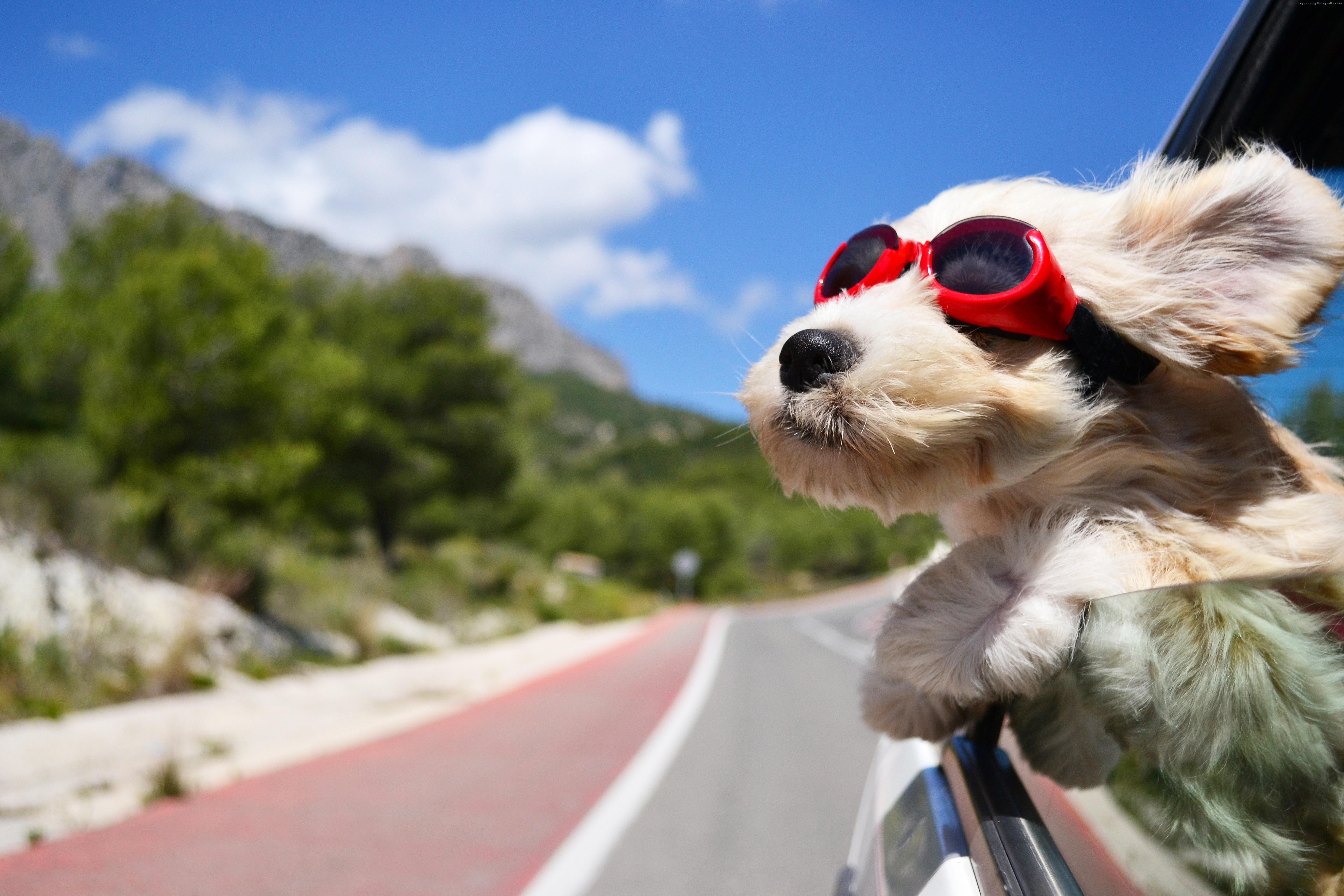 7000x4667 #sky, #Dog, #hair, #glasses, #road, #nature, #funny, #puppy
