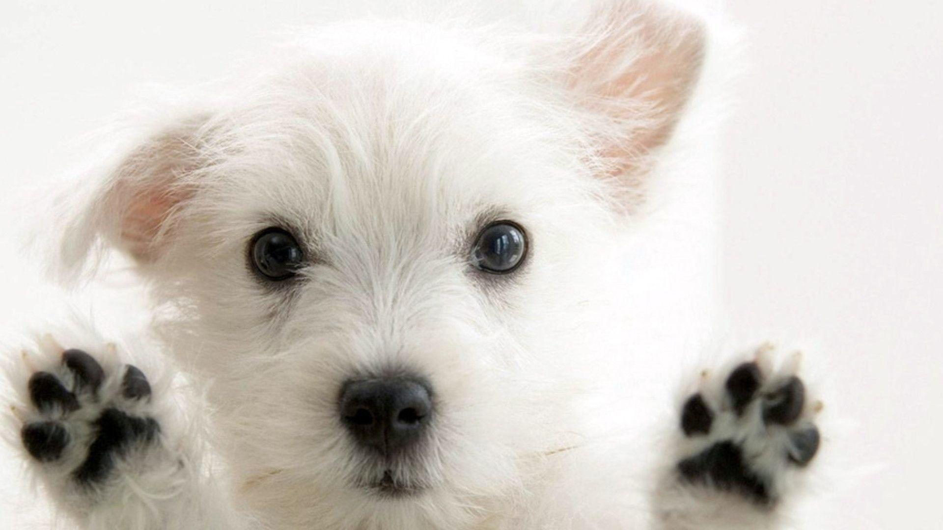 1920x1080 Puppy Wallpaper for Computer