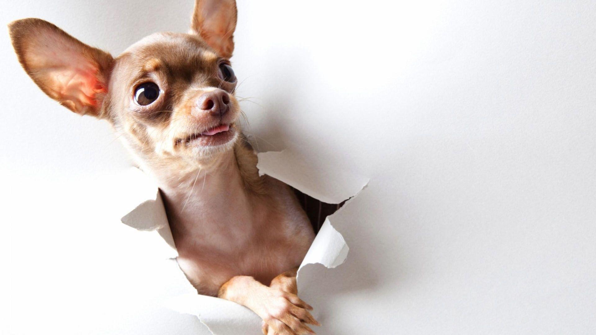 1920x1080 Free download Pics Photo Funny Puppy Wallpaper Jpg 1920x1080
