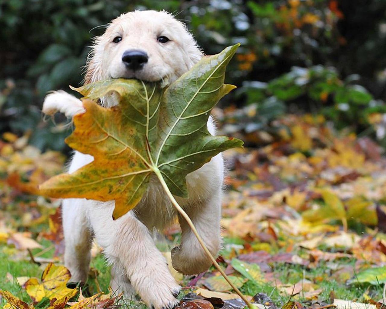 1280x1024 Funny Puppies Wallpaper for Android