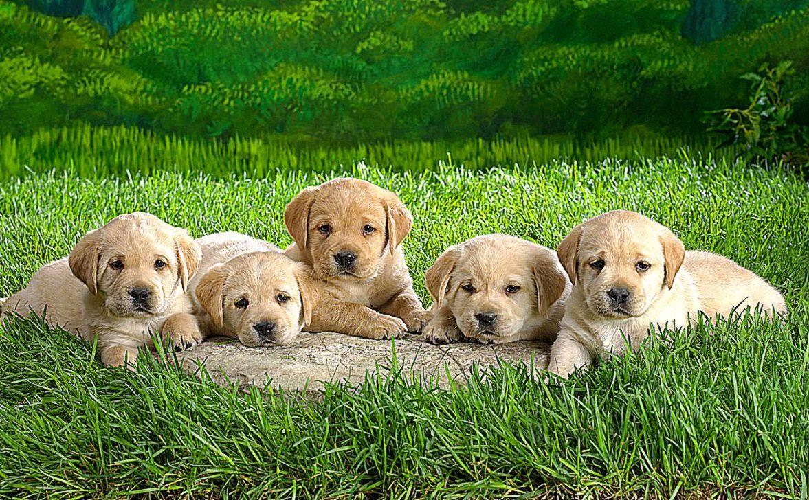 1177x728 Cute Funny Puppy Dog HD Animal Wallpaper. Background Wallpaper