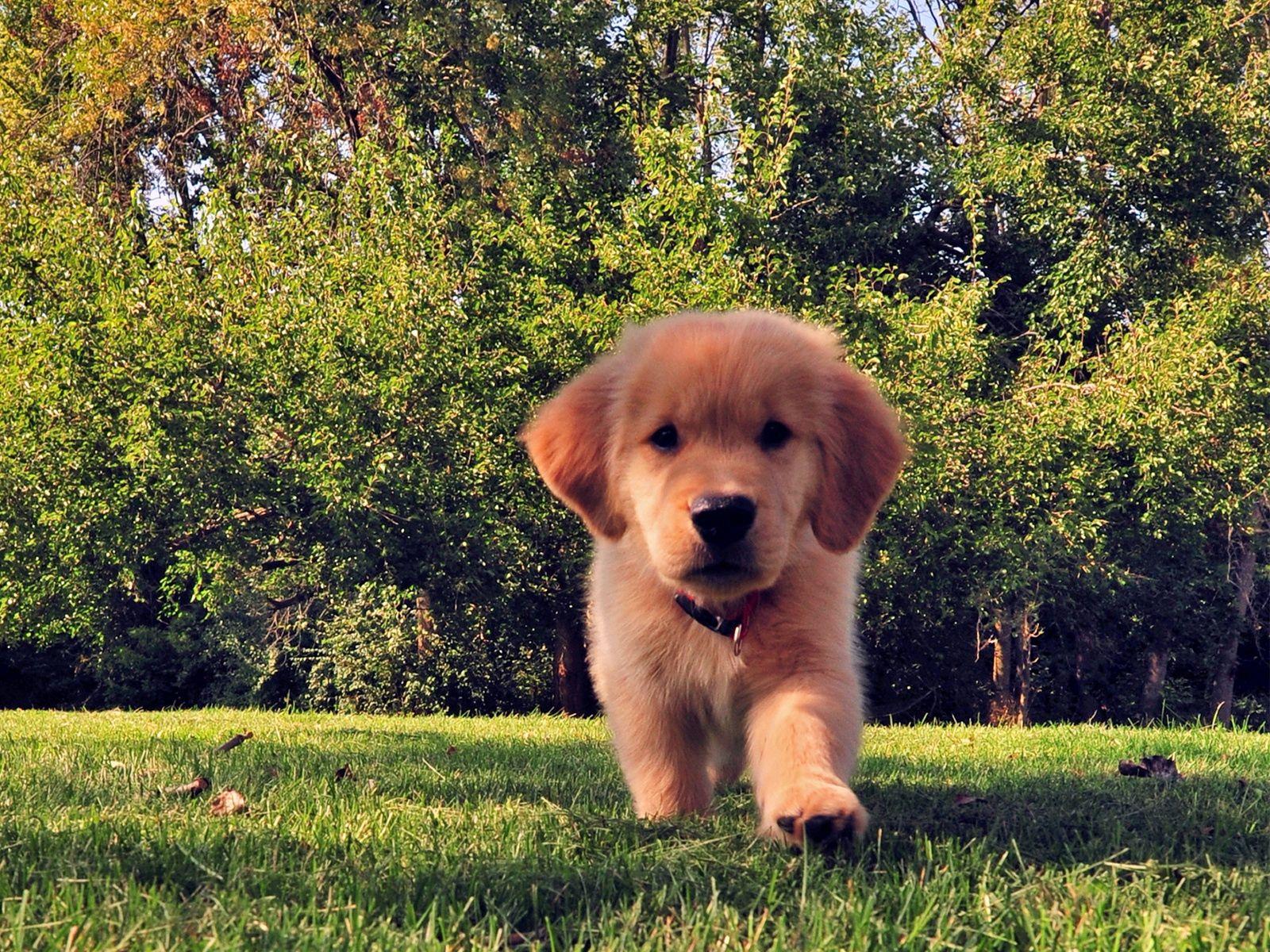 1600x1200 Download wallpaper 1600x1200 funny, summer, dog, puppy, grass