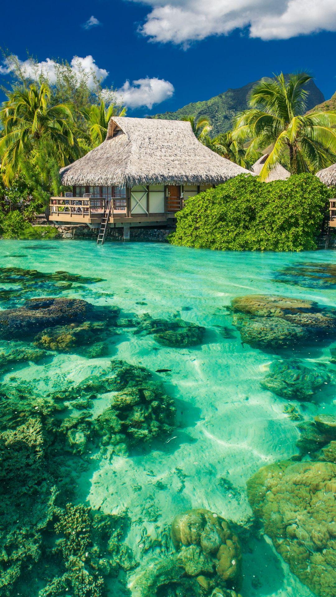 1080x1920 Tropics Palm Trees Ocean Vacation Shore Hình nền iPhone 6