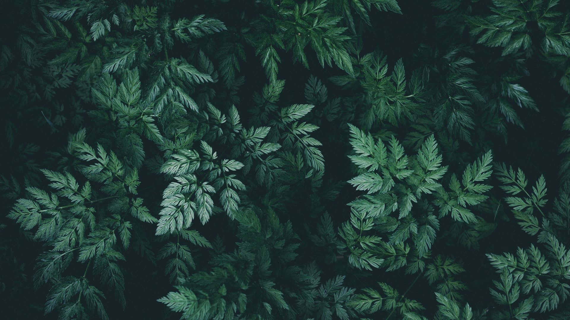 1920x1080 Green Aesthetic Desktop Wallpaper