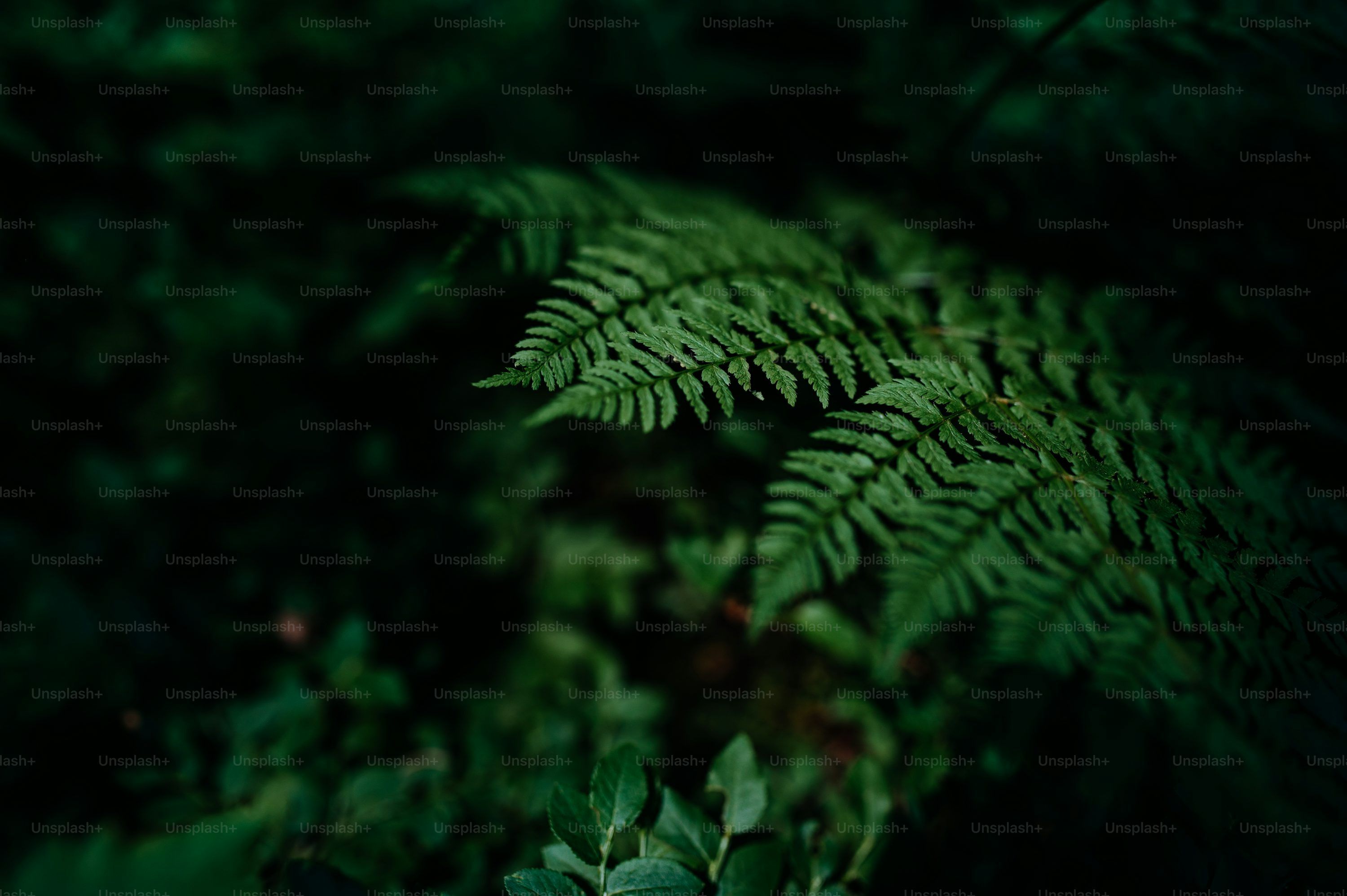 3000x1996 Dark Green Nature Picture. Download Free Image