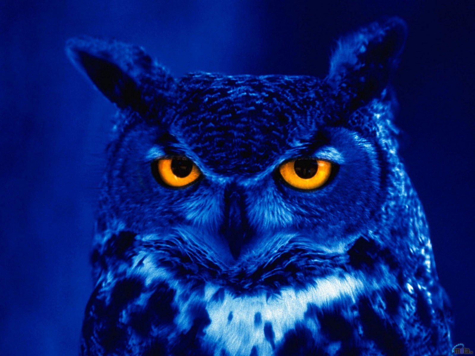 1600x1200 Great horned owl Wallpaper and Background Imagex1200