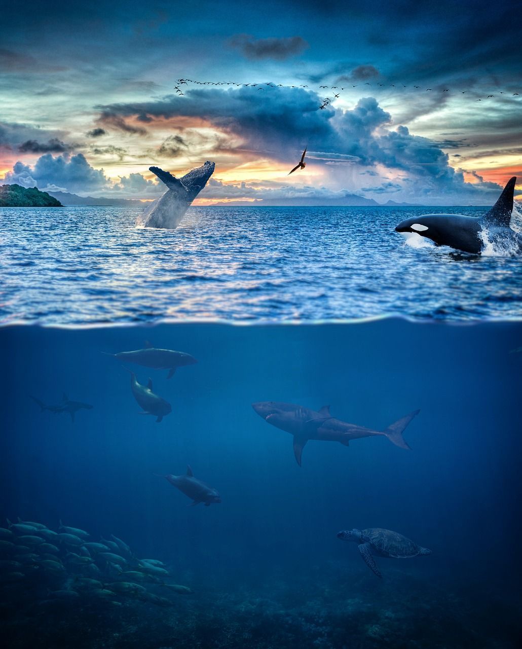 1030x1280 Sea Animals Underwater
