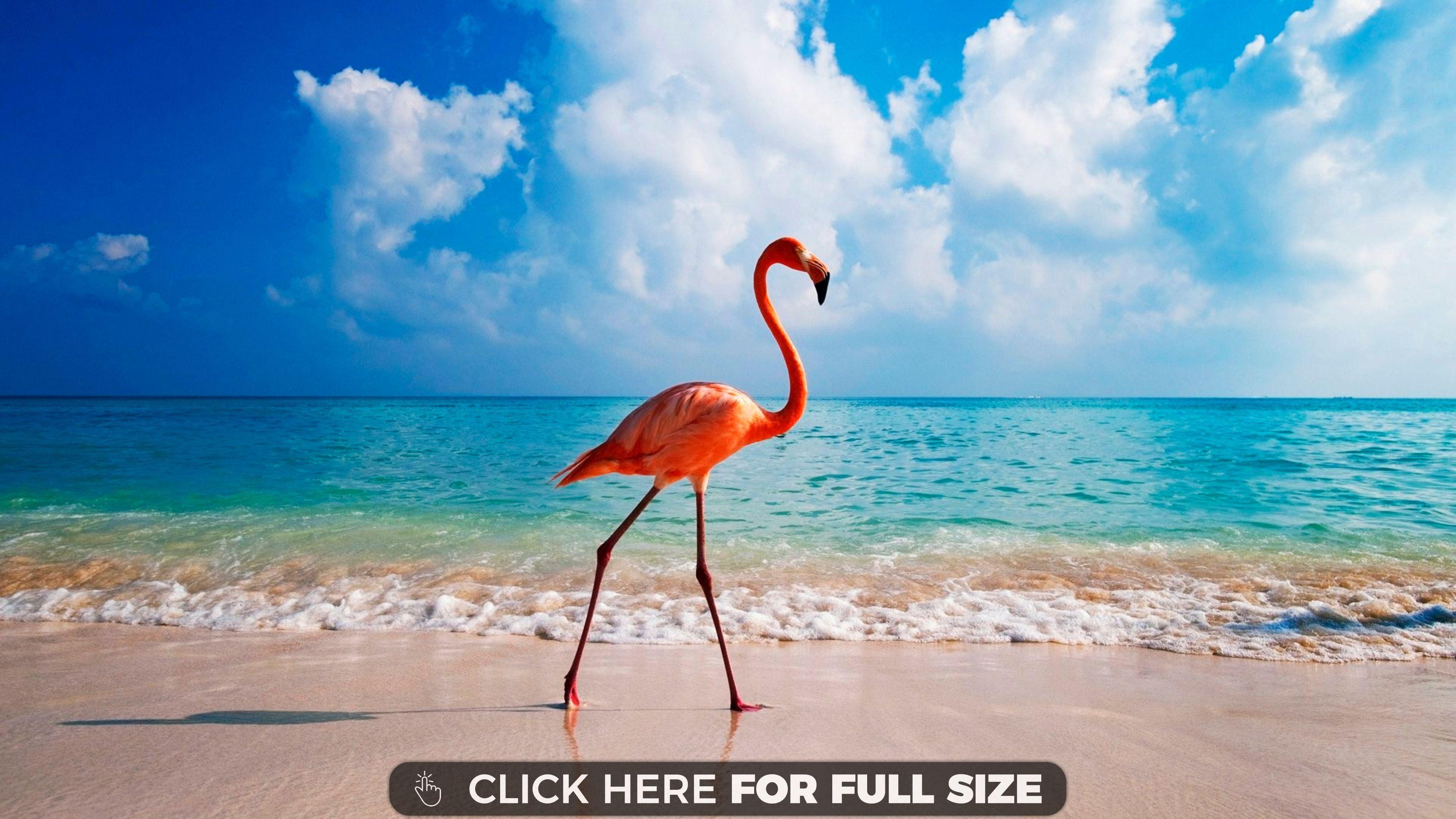 3840x2160 Caribbean 4K wallpaper for your desktop or mobile screen free and easy to download