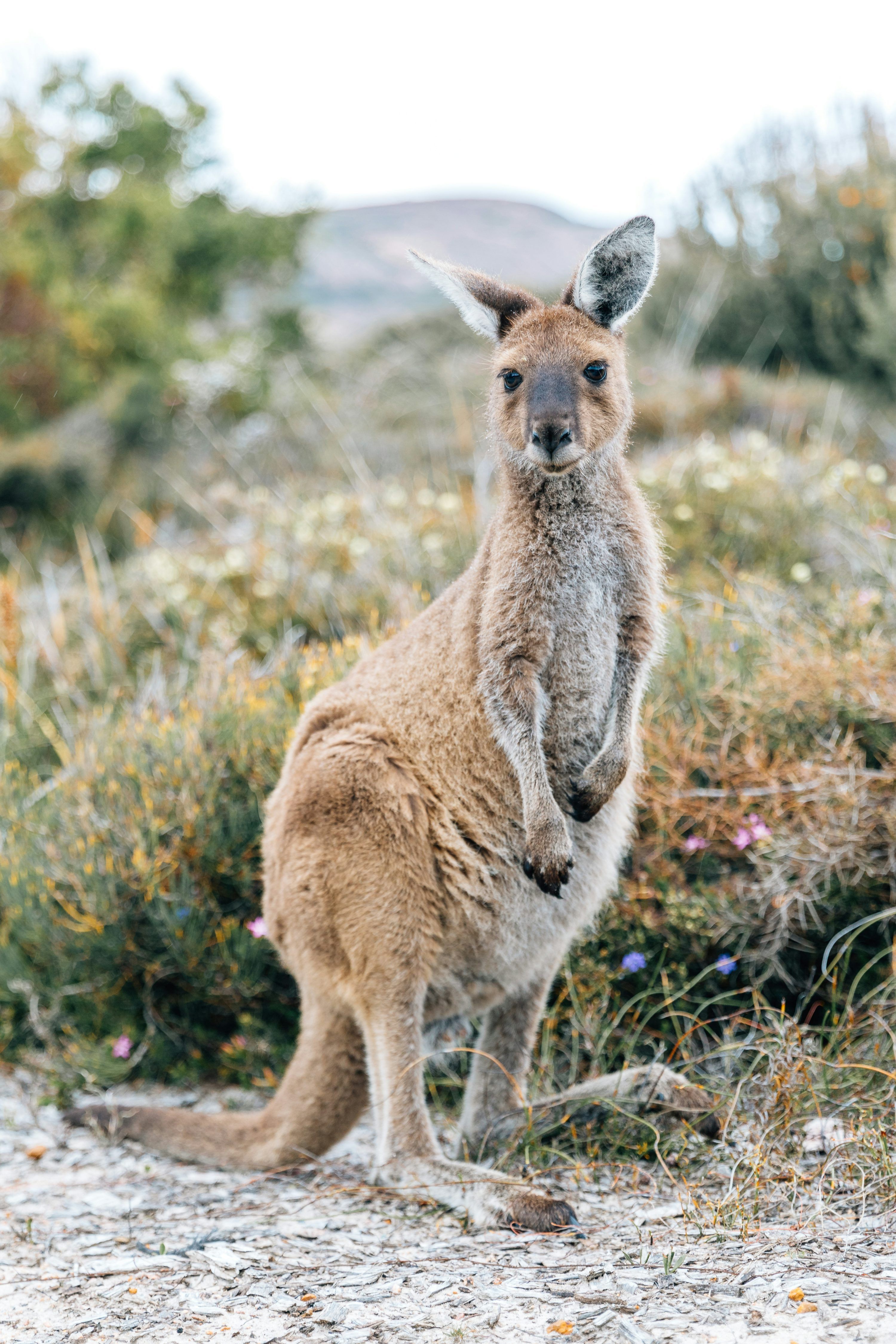3000x4500 Kangaroo Picture. Download Free Image