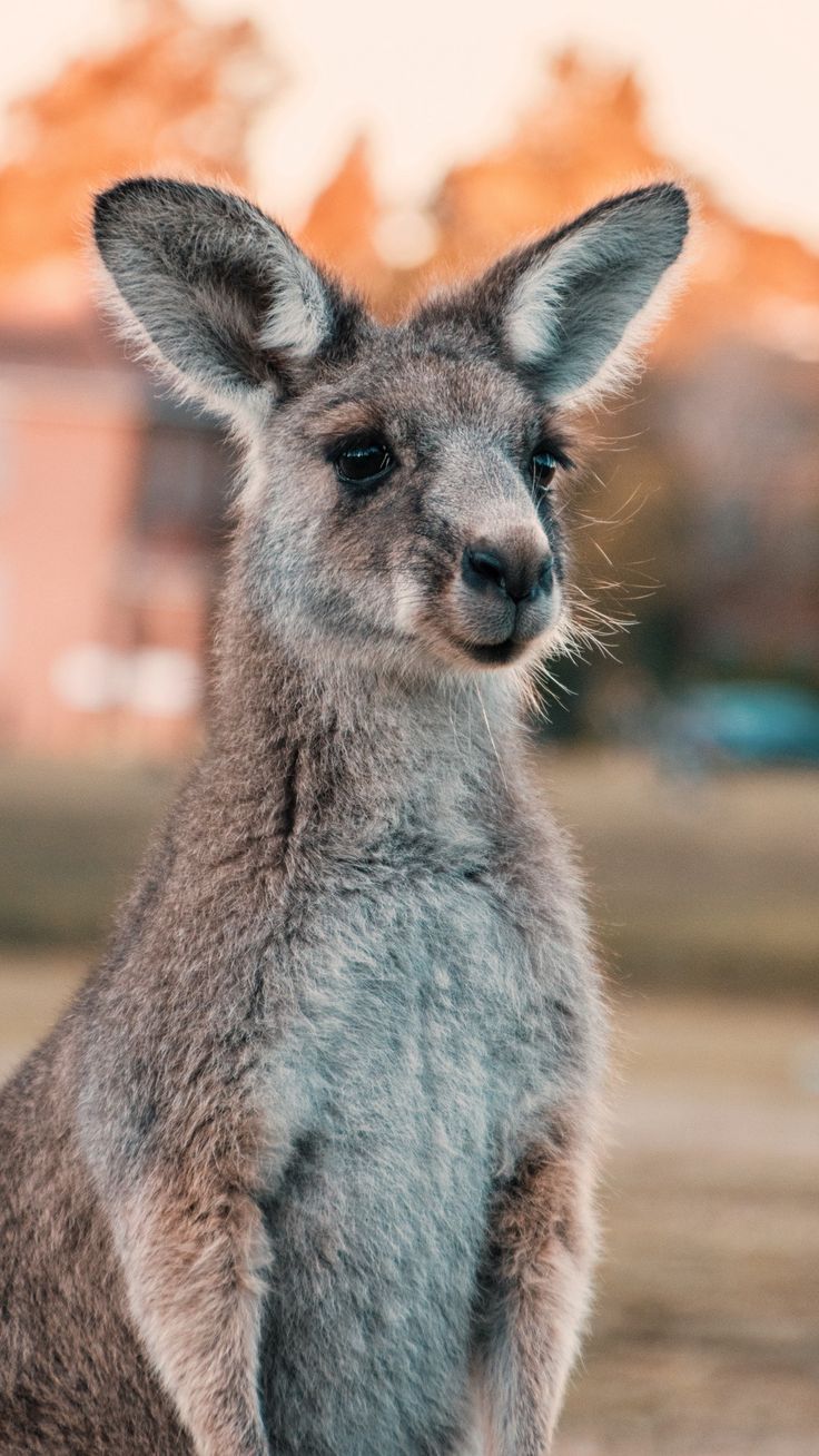 736x1308 Kanguru