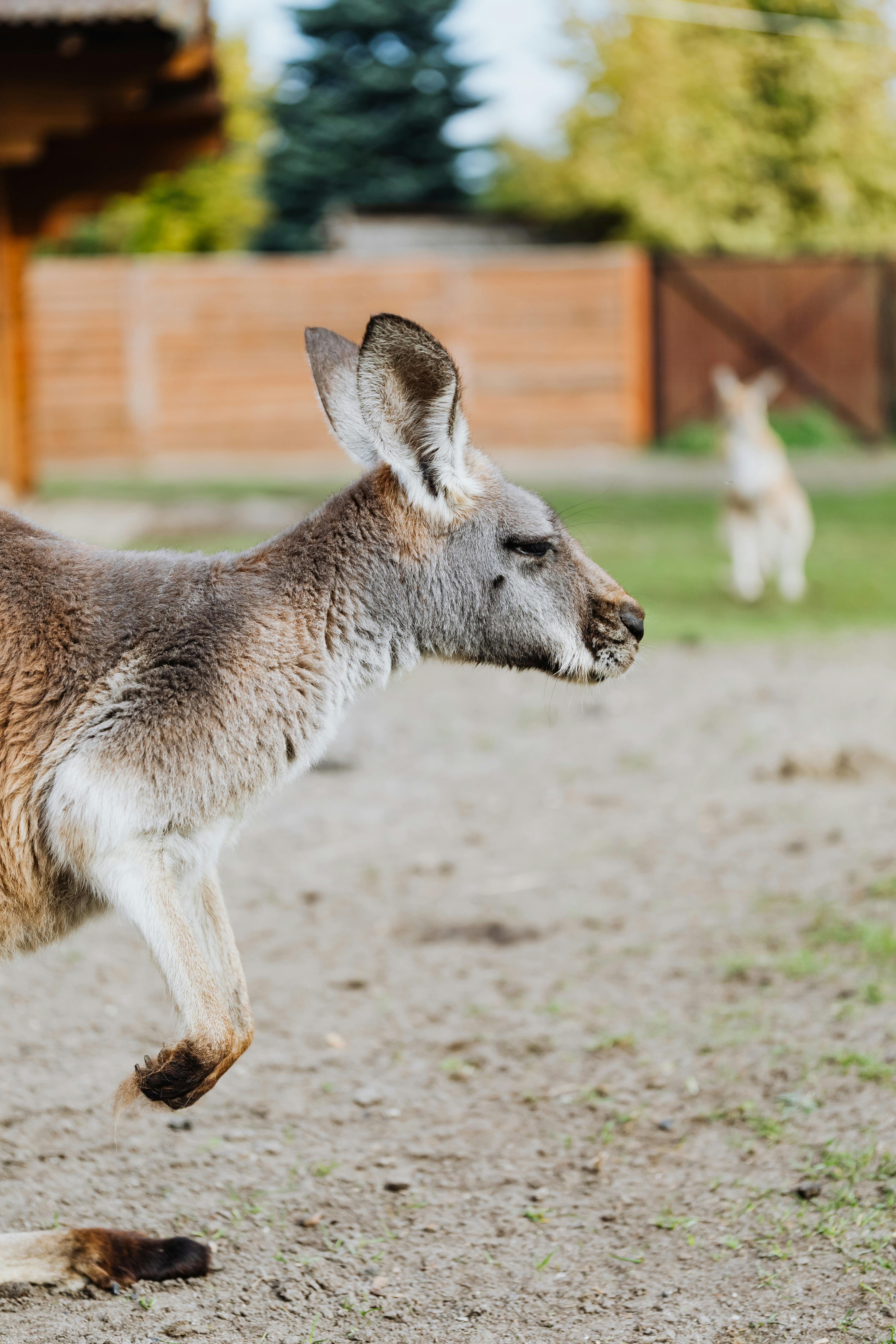 4285x6427 Portrait of a Kangaroo · Free