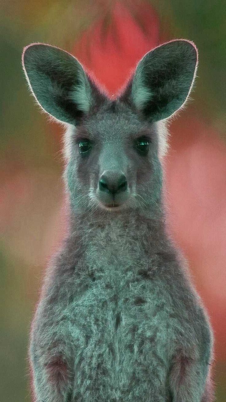 736x1309 Kangaroo Wallpaper Free HD Wallpaper