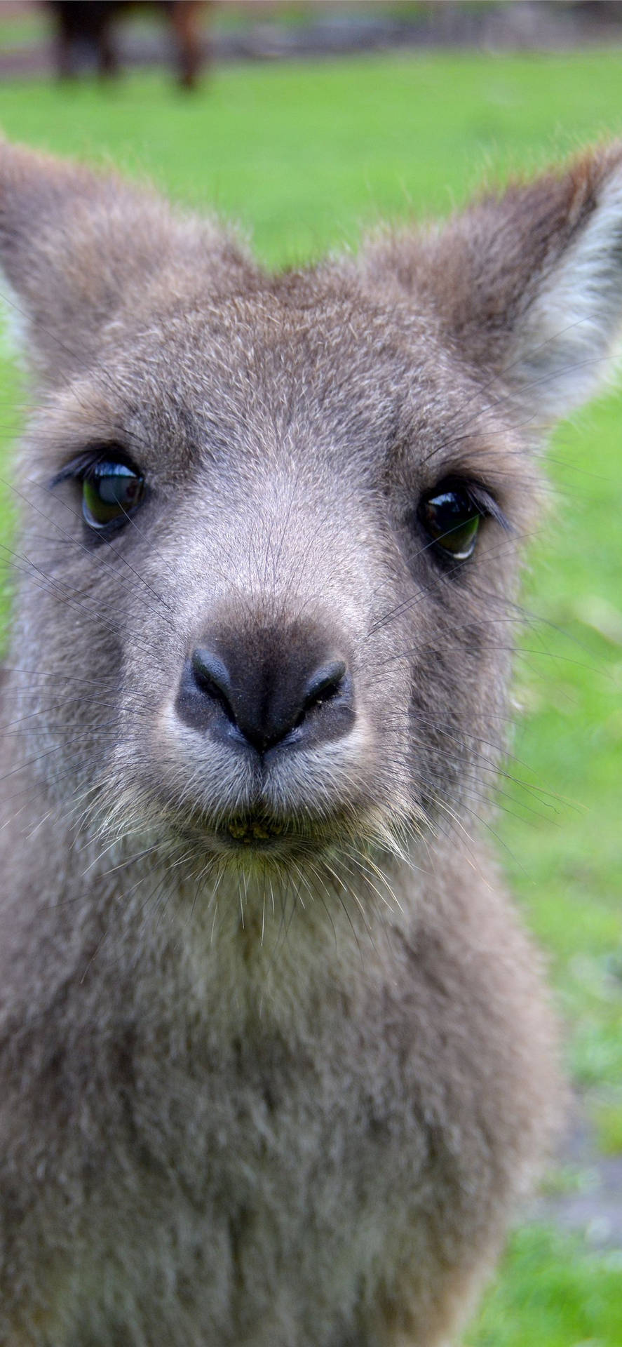 887x1920 Download Cute Kangaroo Selfie Wallpaper