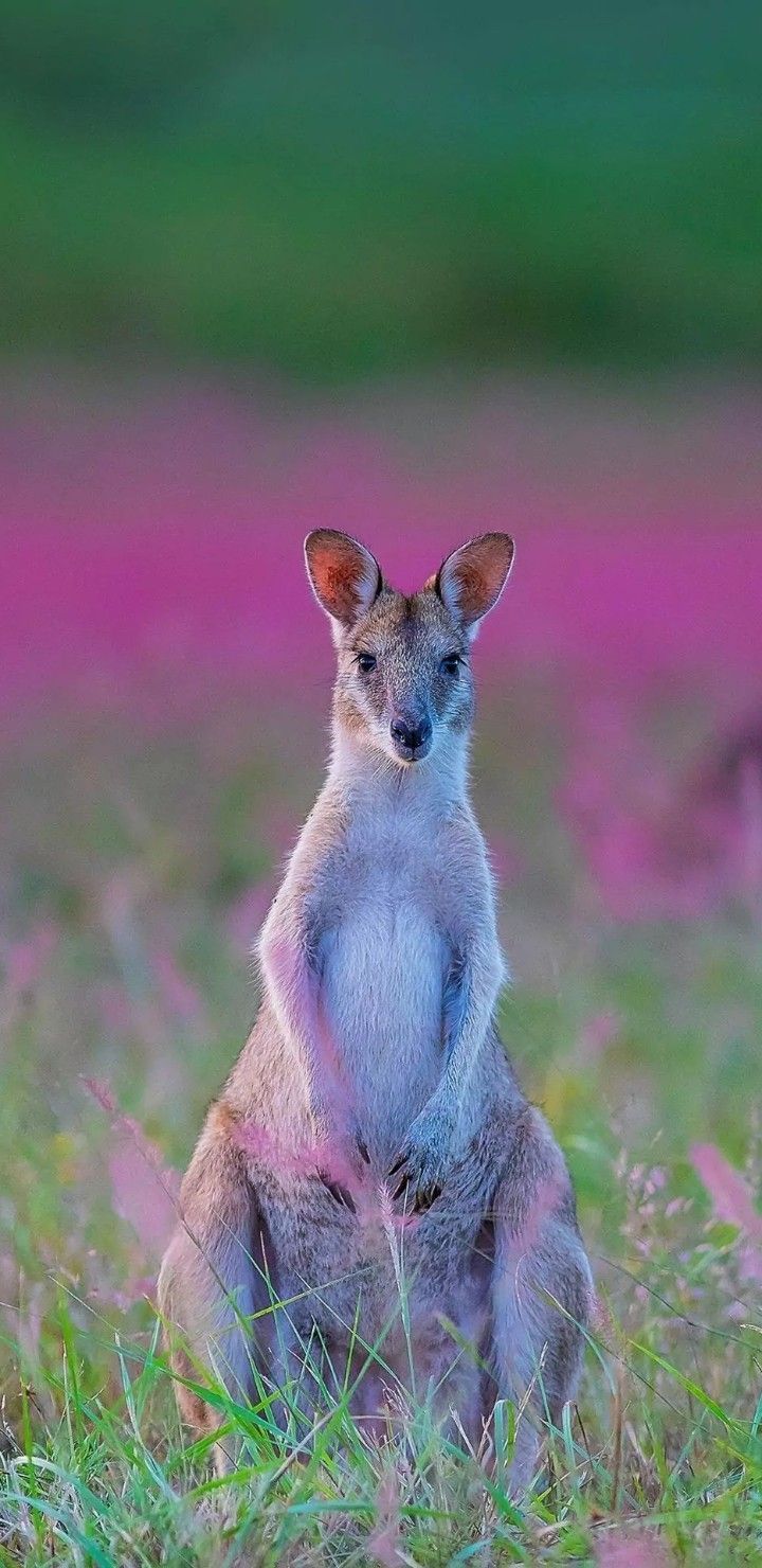 720x1480 Adorable Kangaroo Standing in Grass