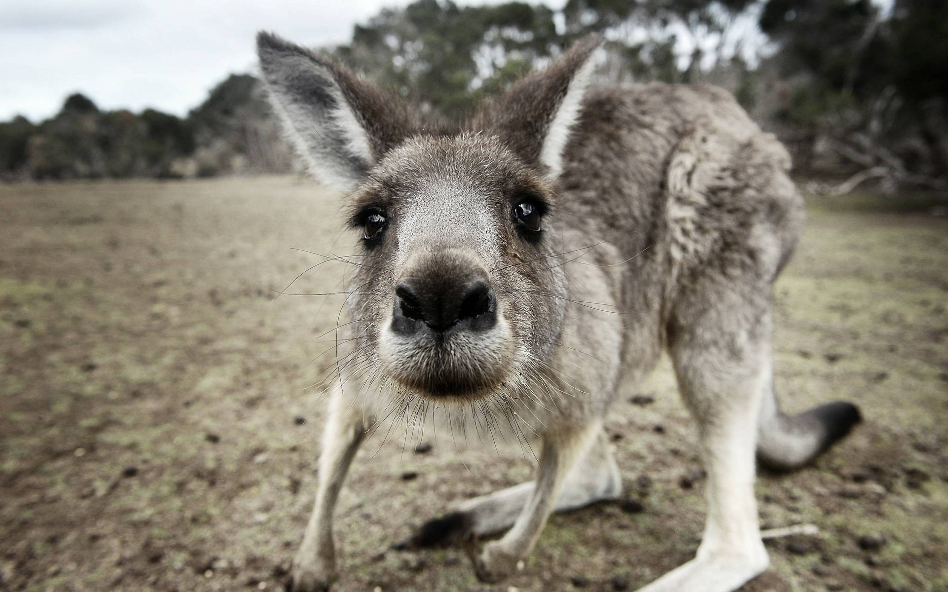 1920x1200 Download Kangaroo In Black And White Wallpaper