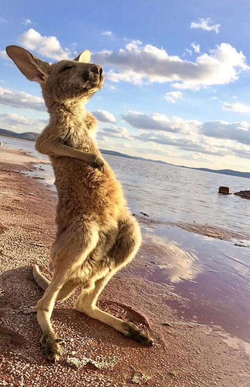 800x1241 Kangaroo, australia, clouds, HD phone wallpaper