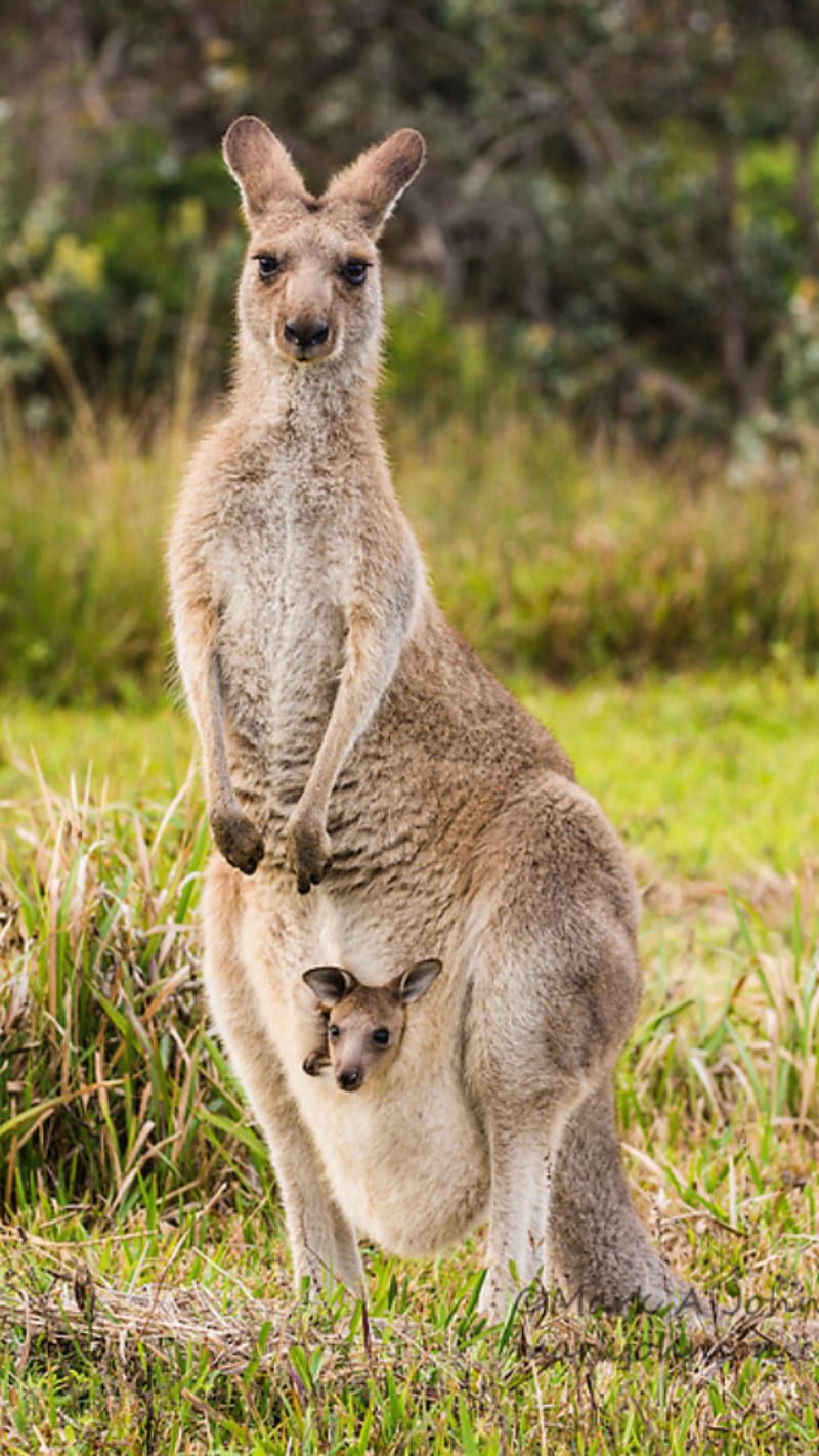 800x1422 Kangaroo, animal, animals, kangaroos, HD phone wallpaper