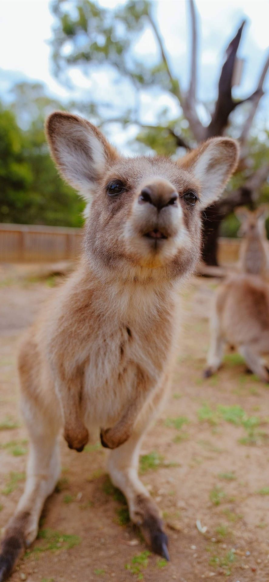 887x1920 Download Little Joey Kangaroo Wallpaper