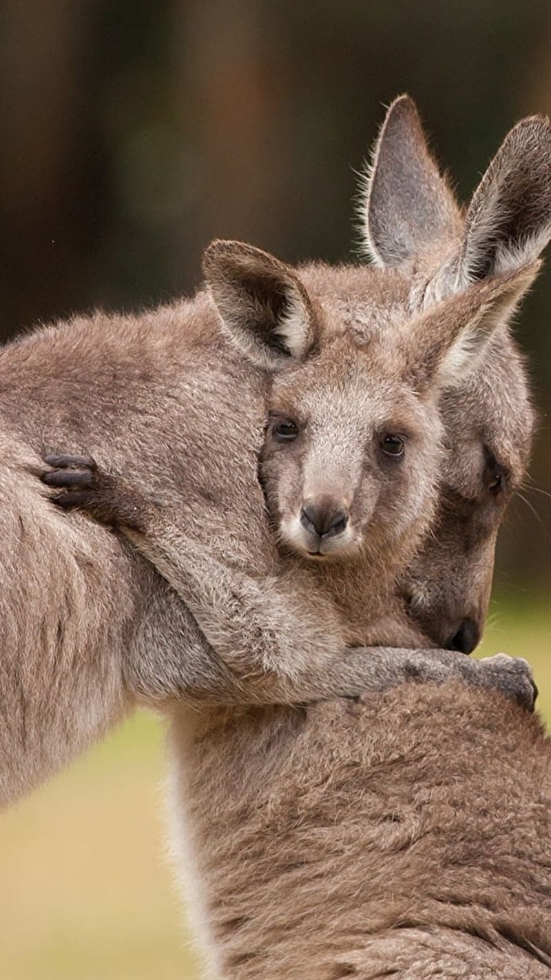 800x1422 HD baby kangaroo wallpaper