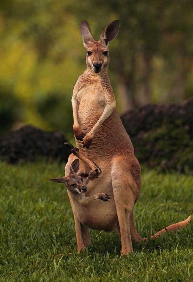 736x1074 Kangaroo Wallpaper Free HD Wallpaper