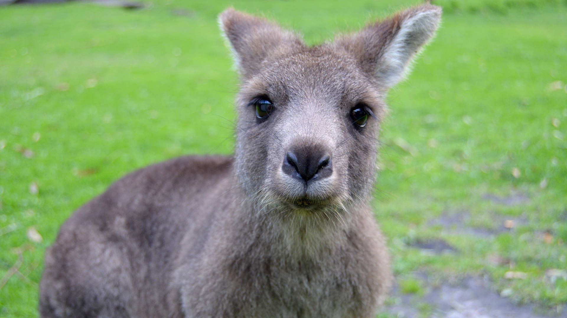 1920x1080 Download Cute Kangaroo Close Up Wallpaper