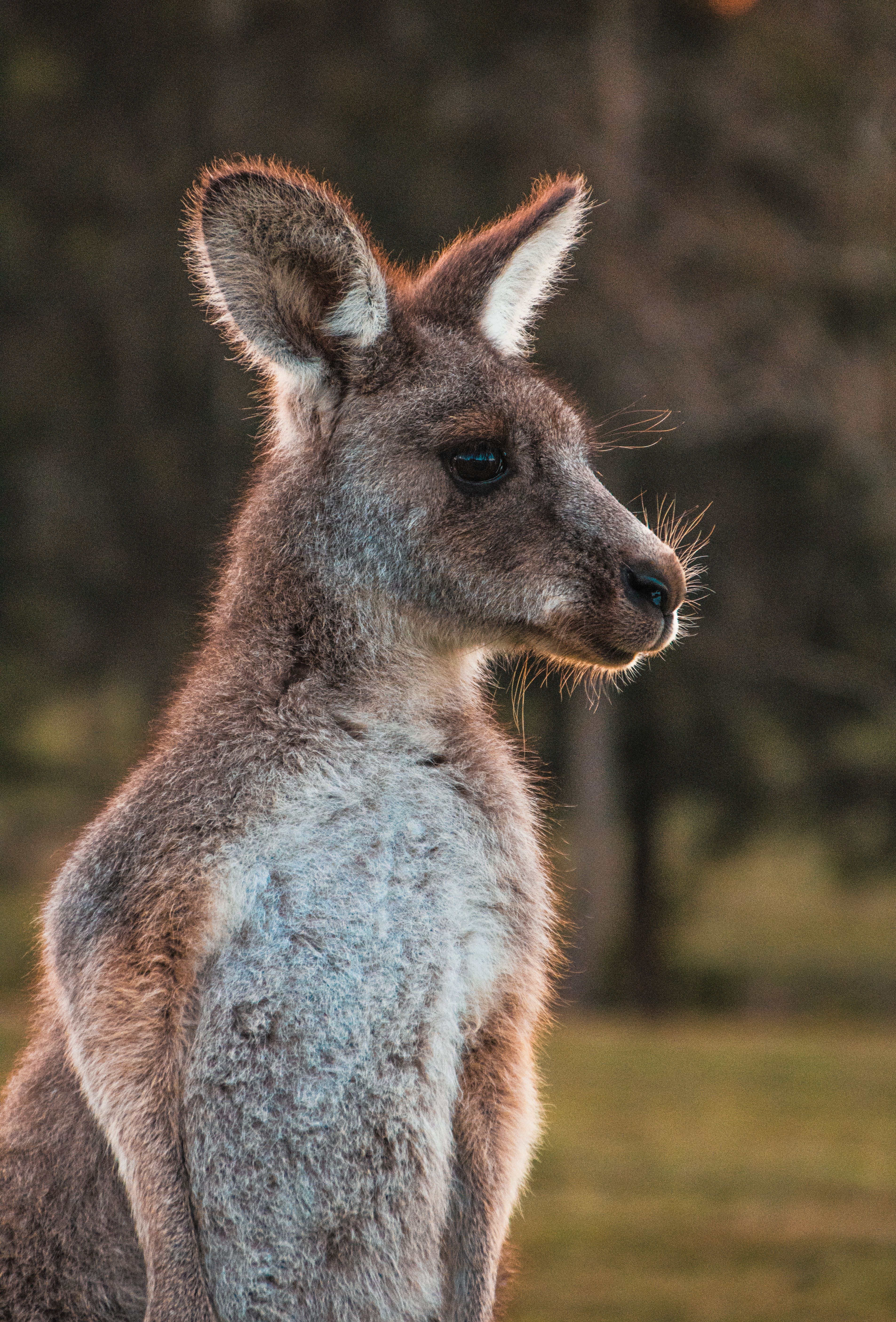3809x5618 Phone wallpaper: Kangaroo, Australia, Animals, Sight, Opinion, Nice, Sweetheart, Ears 126700