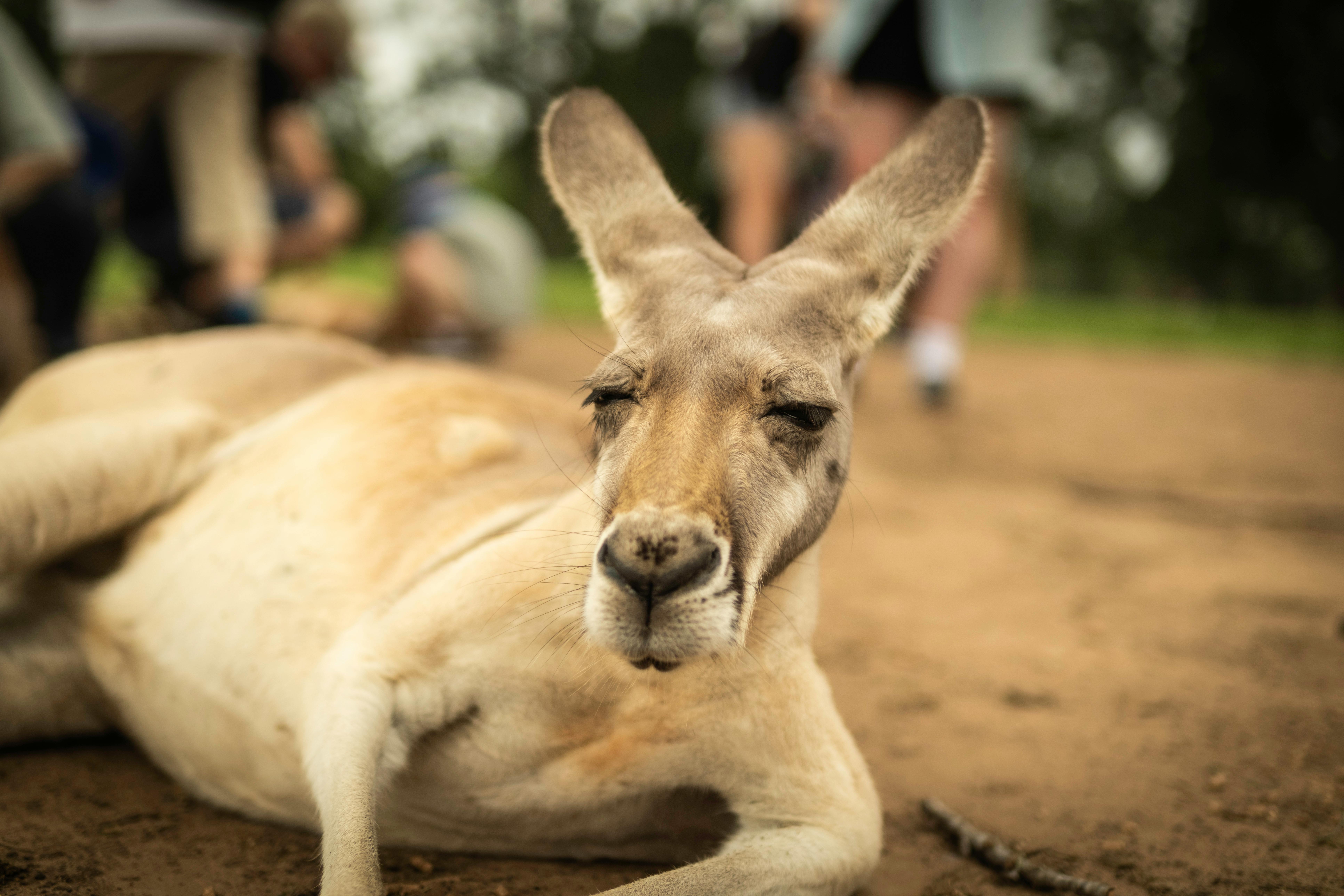 7728x5152 Shallow Focus Photo Of Kangaroo · Free
