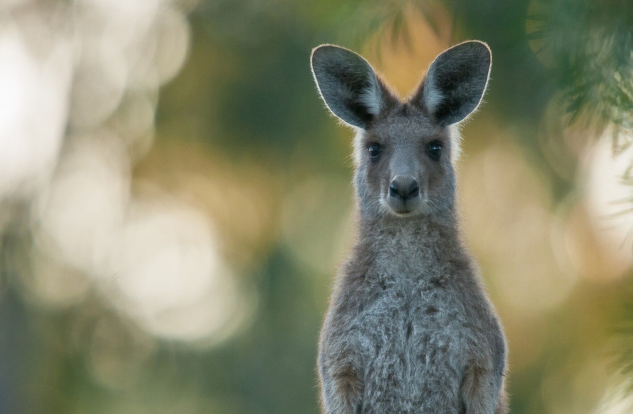 2048x1340 HD Kangaroo Majesty: Stunning Free Animal Wallpaper Download