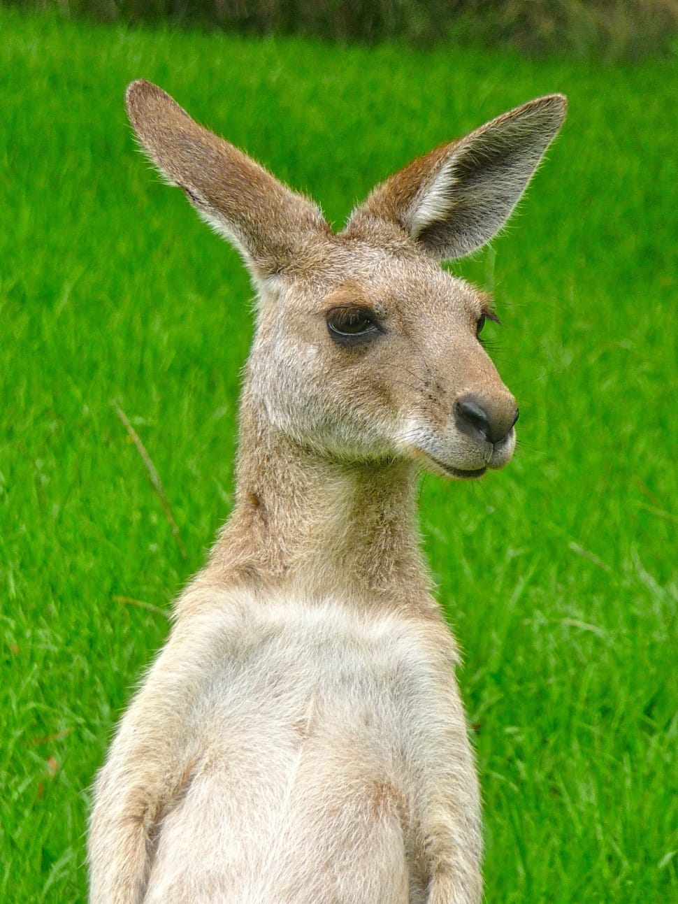 970x1293 Cute, Kangaroo, Expression, Face, one animal, animal wildlife free image