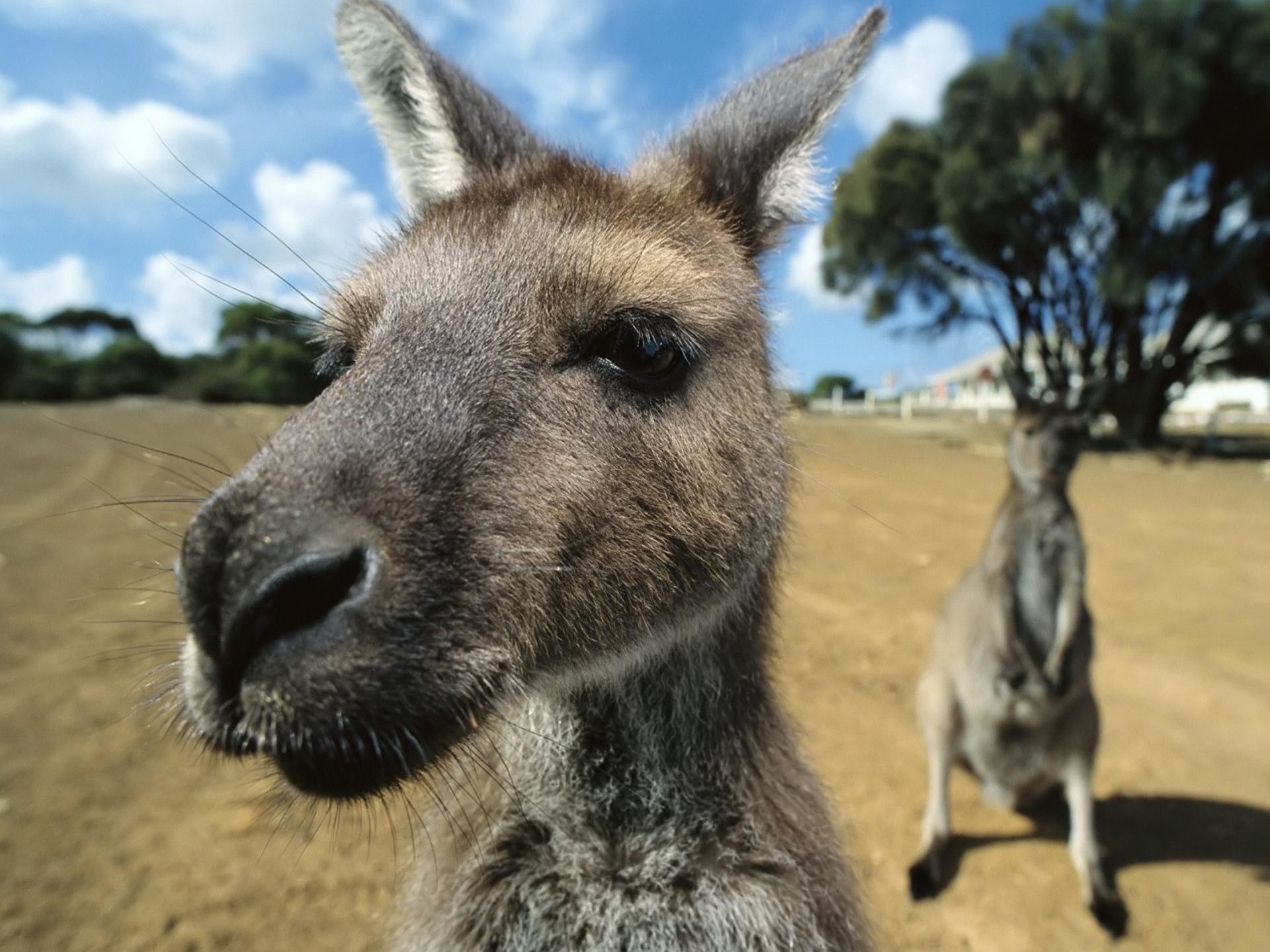 1920x1440 Kangaroo Wallpaper