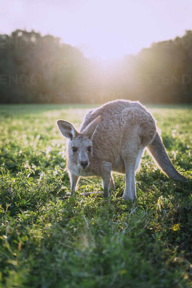 737x1106 Cute red kangaroo grazing on green grassy meadow near forest against sunset sky in Australia