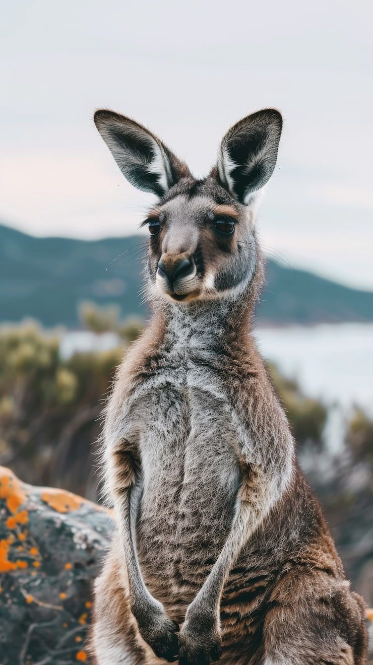 740x1320 Cute kangaroo Image