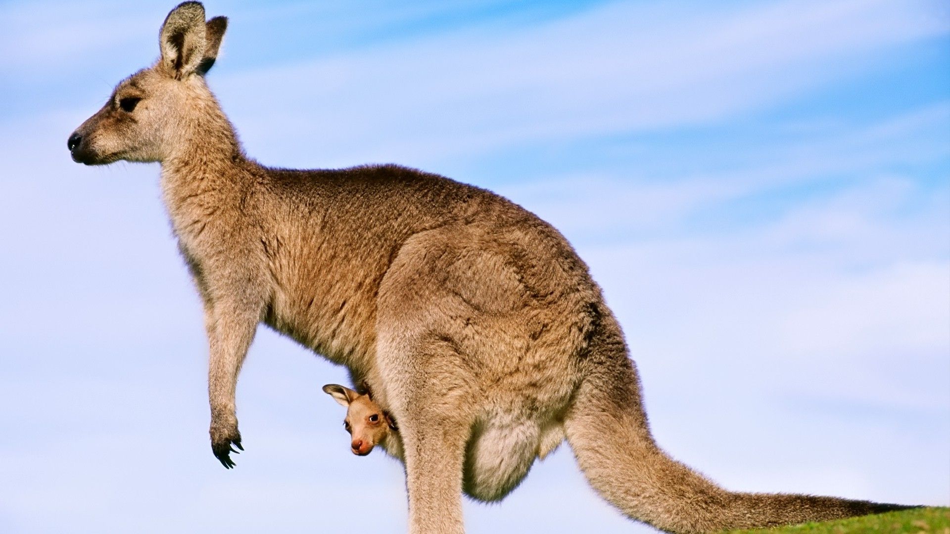 1920x1080 kangaroos, Joey, Animals, Baby Animals Wallpaper HD / Desktop and Mobile Background