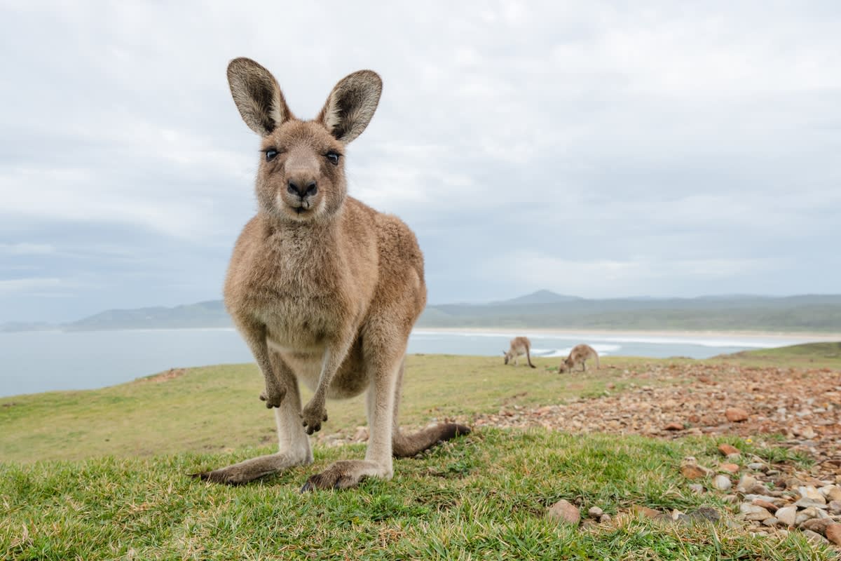 1200x800 Funny Clip of Kangaroo 'Strumming Along to Oasis' Instantly Goes Viral