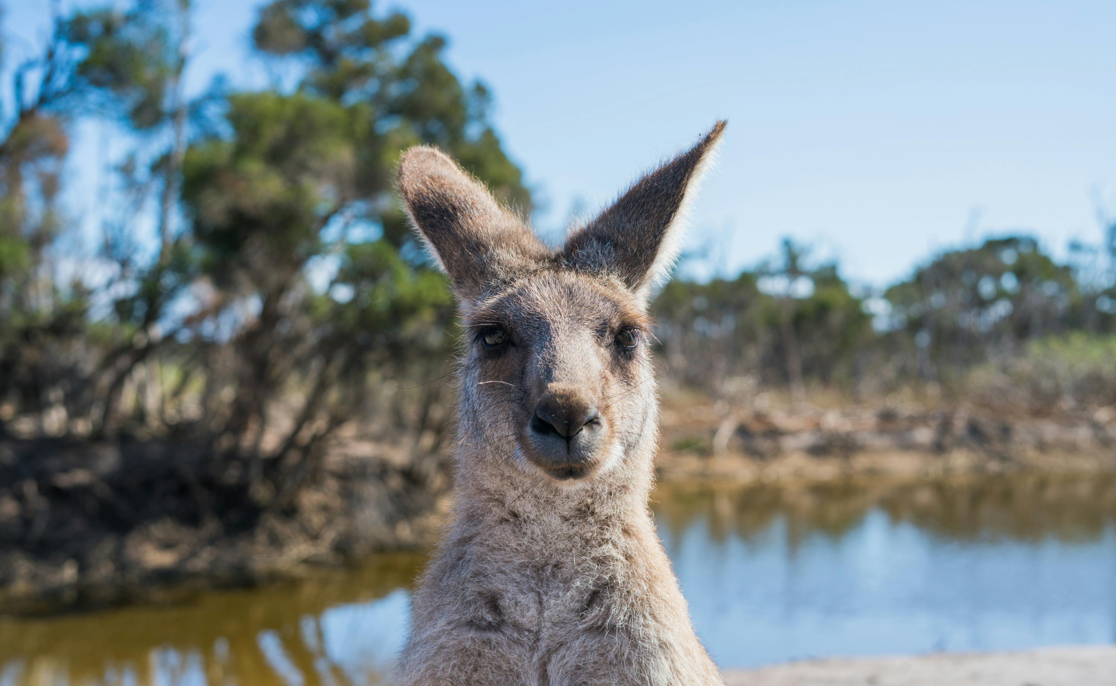 3840x2360 Shallow Focus Photo Of Kangaroo · Free
