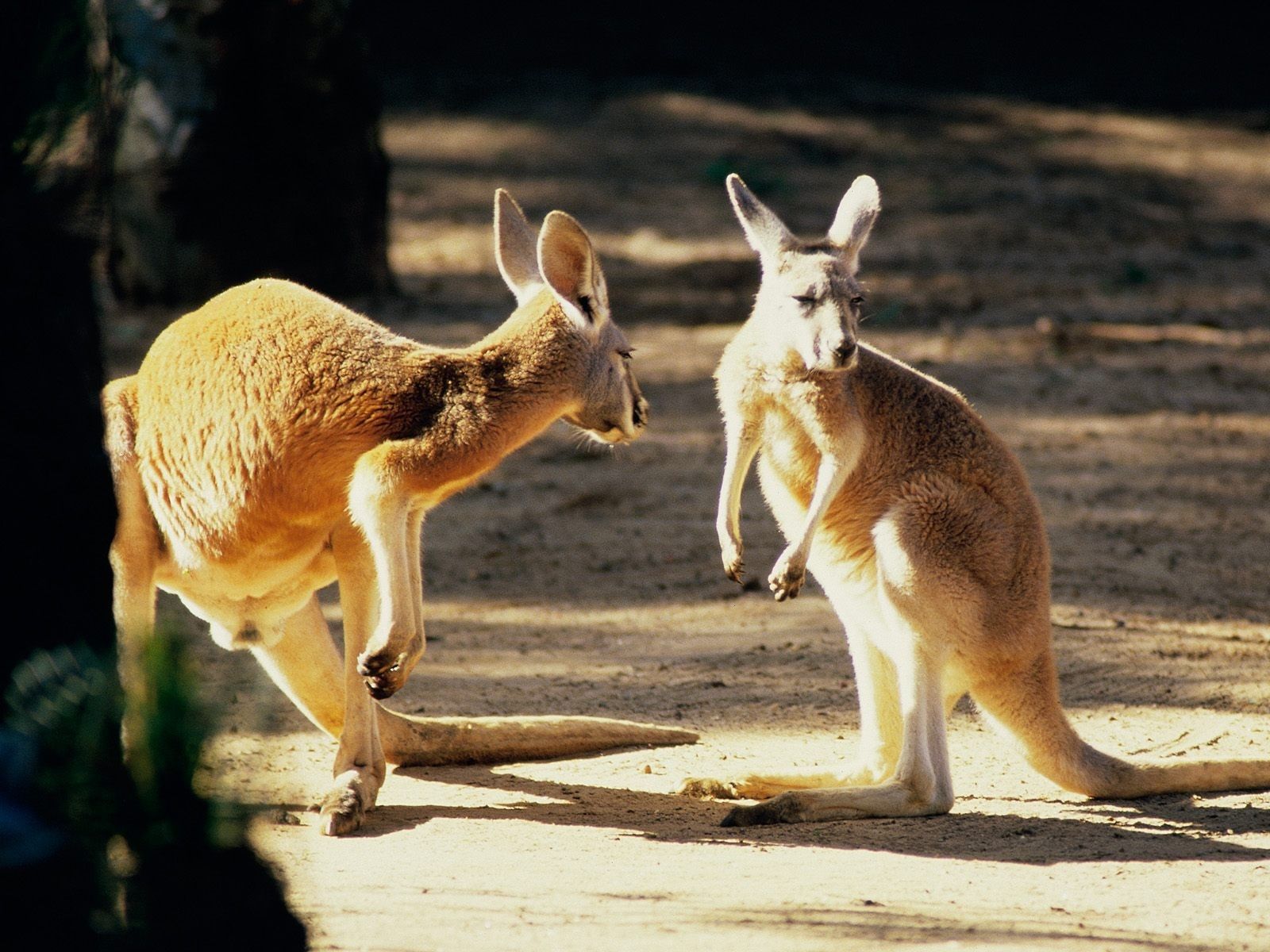 1600x1200 Kangaroo Conversation Australia Wallpaper