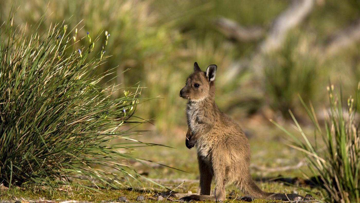1400x788 Baby Kangaroo Wallpaper