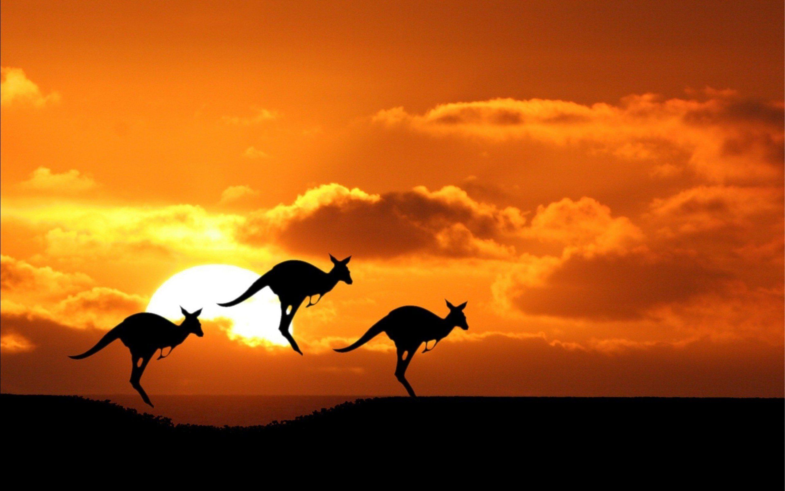 2560x1600 beauty, Cute, Amazing, Animal, Australian, Kangaroo, During, Sunset Wallpaper HD / Desktop and Mobile Background