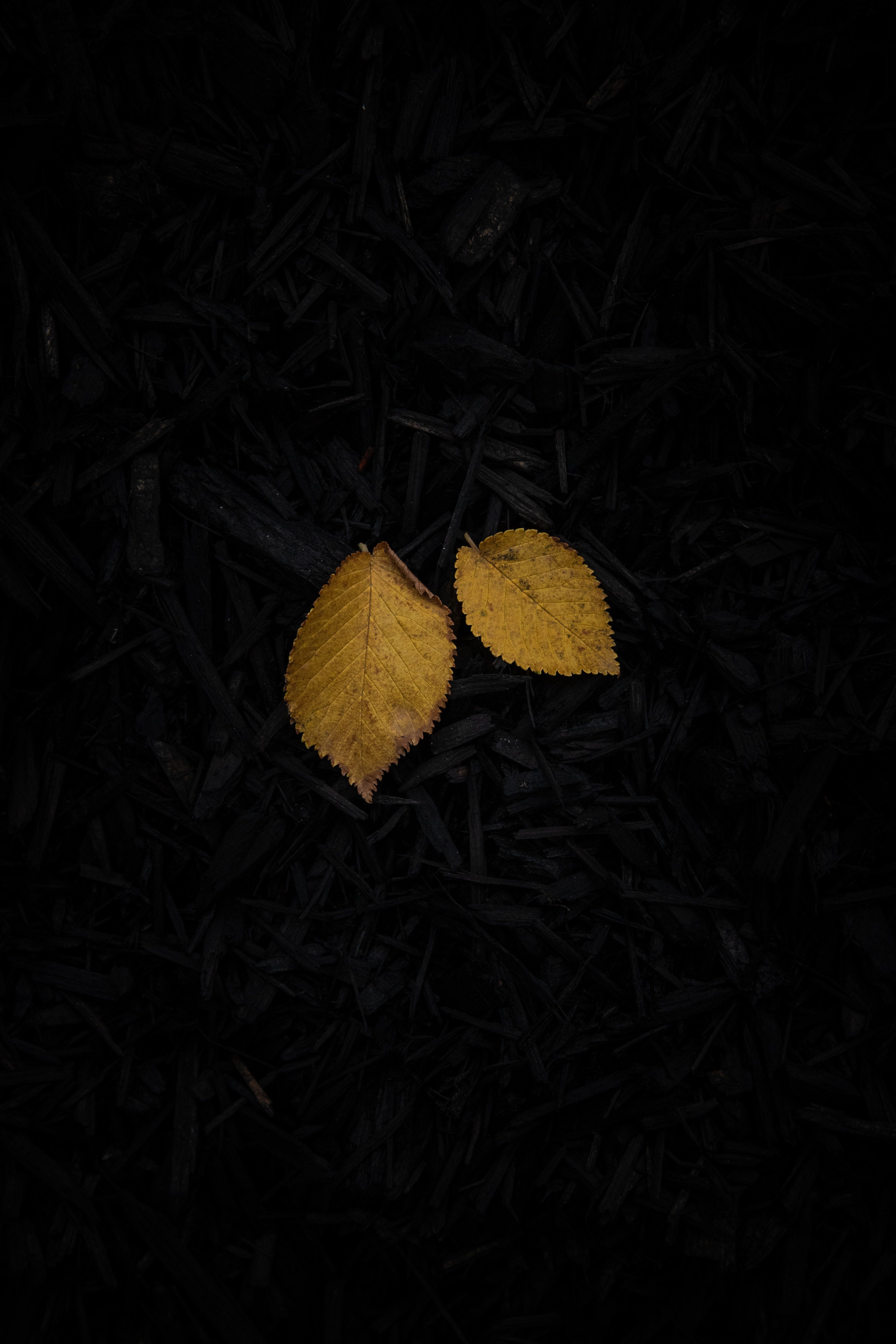 4160x6240 Phone wallpaper: Dark, Sheet, Grass, Leaf 88195