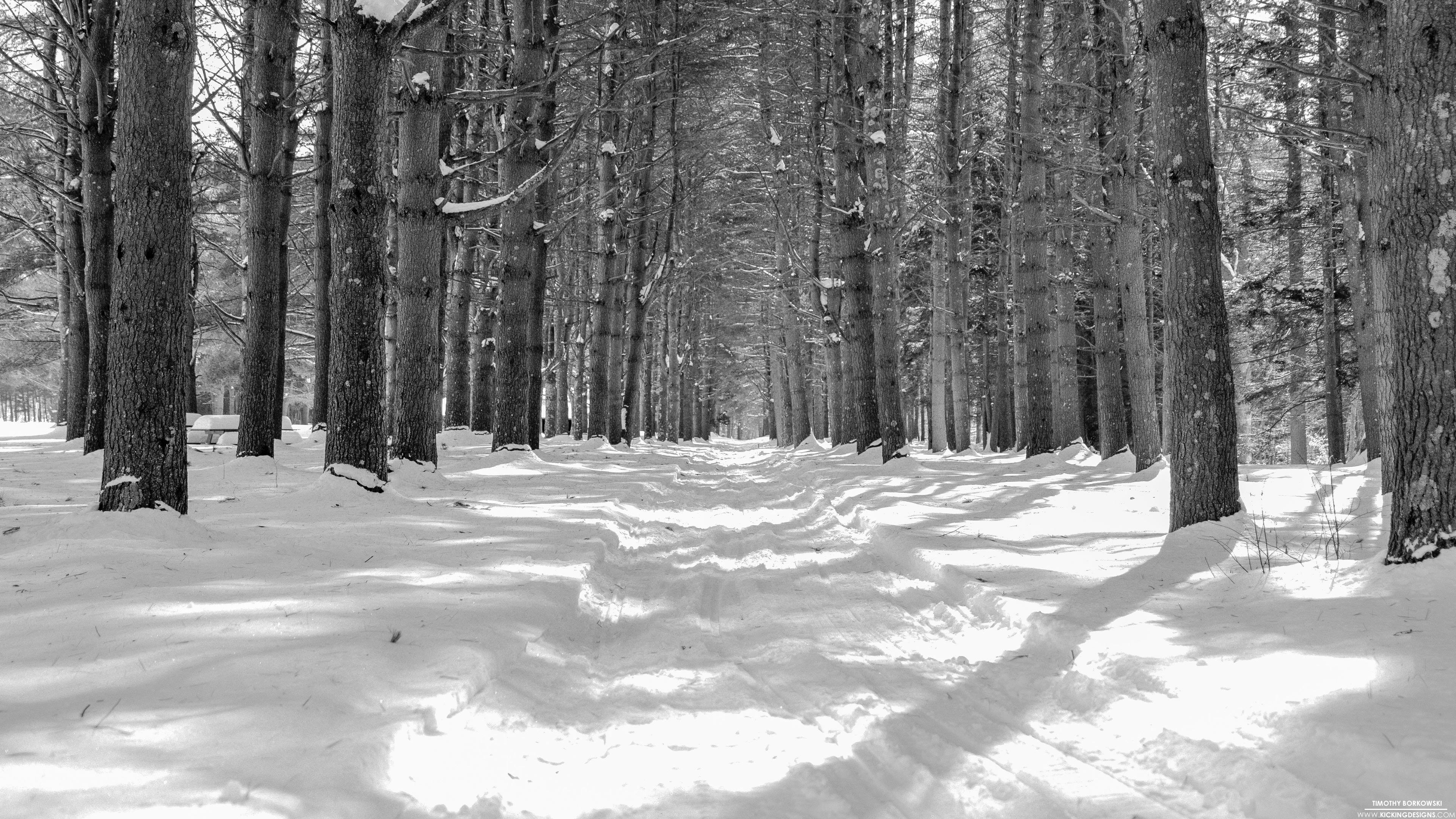 3840x2160 Peoples Forest 3 5 2015 Wallpaper Background