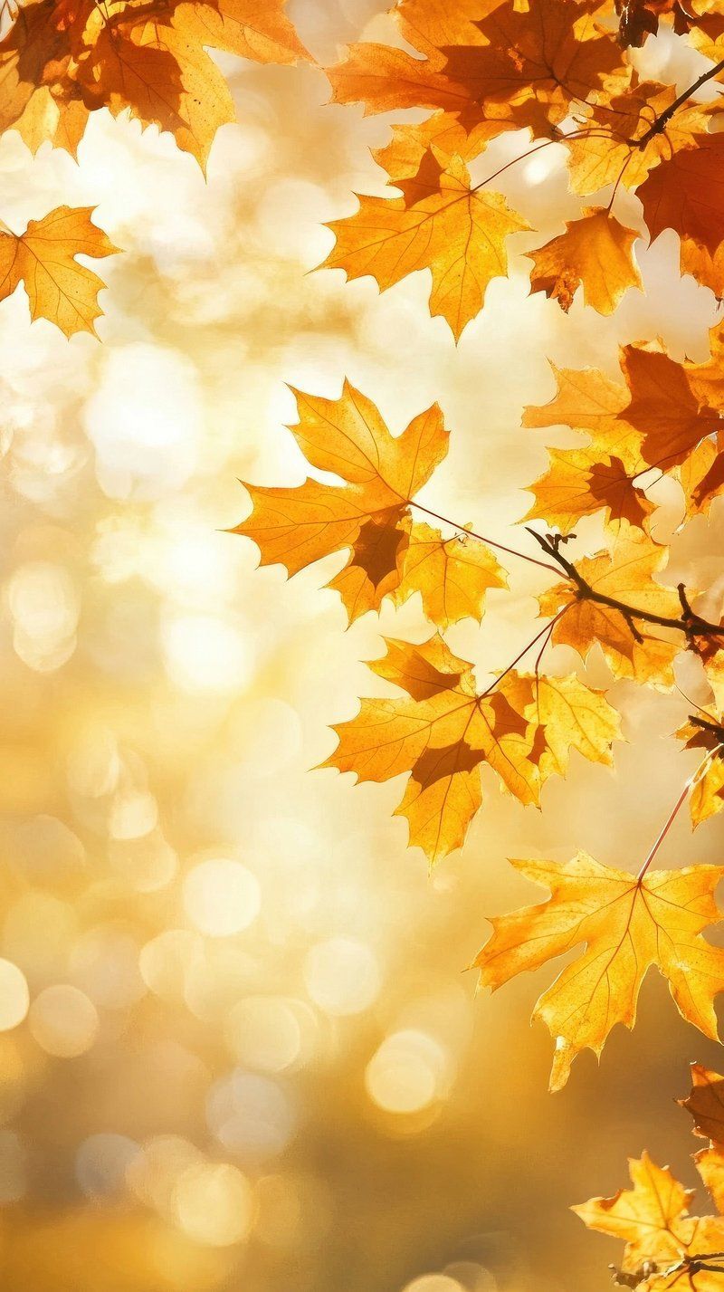 800x1427 Fall Wallpaper Image Wallpaper