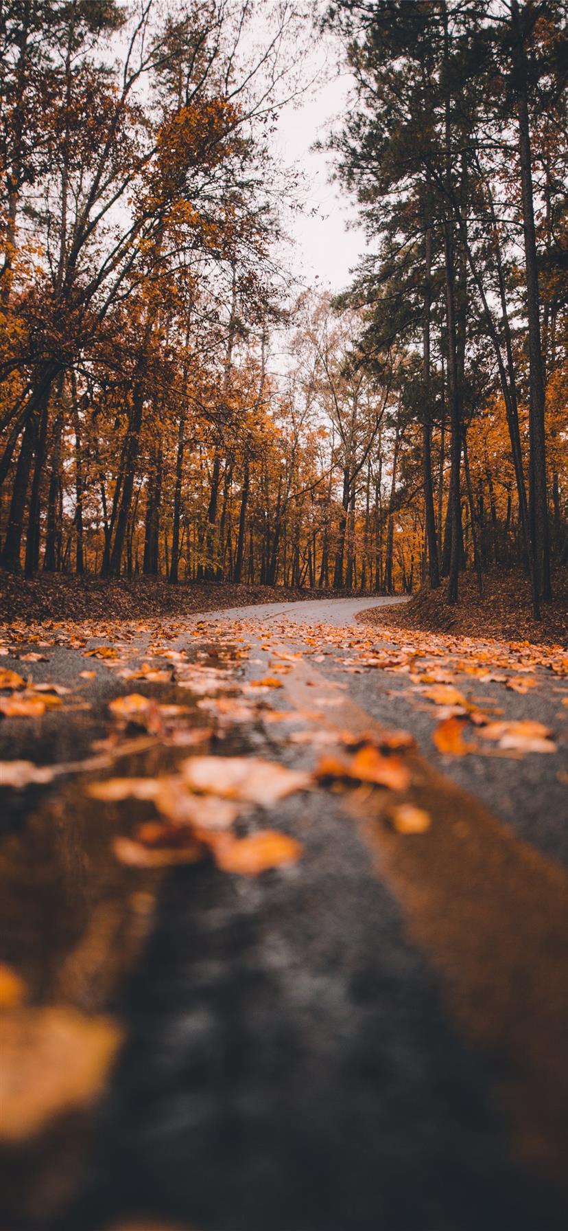 4K iPhone Fall Wallpapers - Top Free 4K iPhone Fall Backgrounds