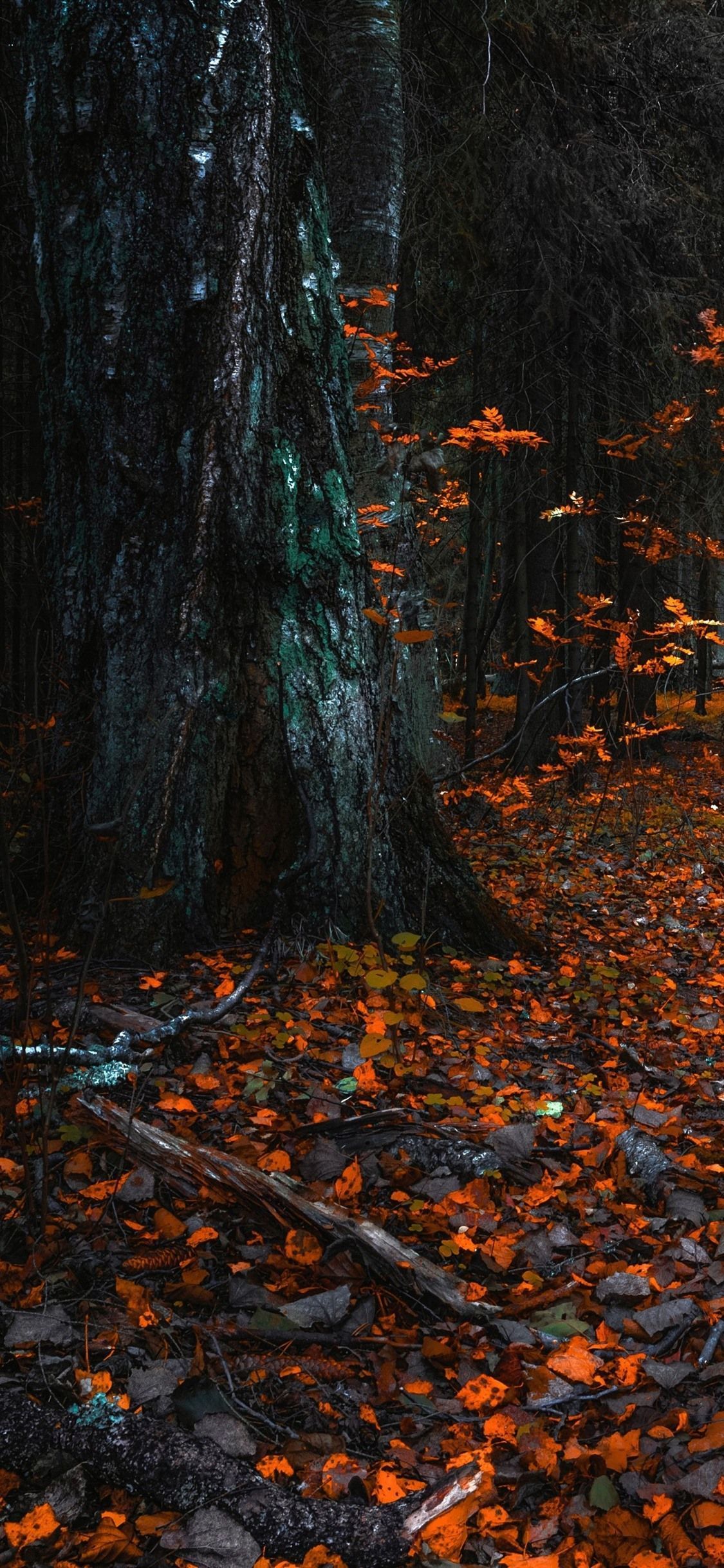 4K iPhone Fall Wallpapers - Top Free 4K iPhone Fall Backgrounds